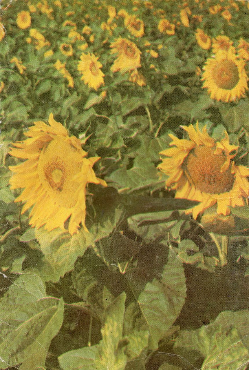 sunflowers_21-22_24 cover