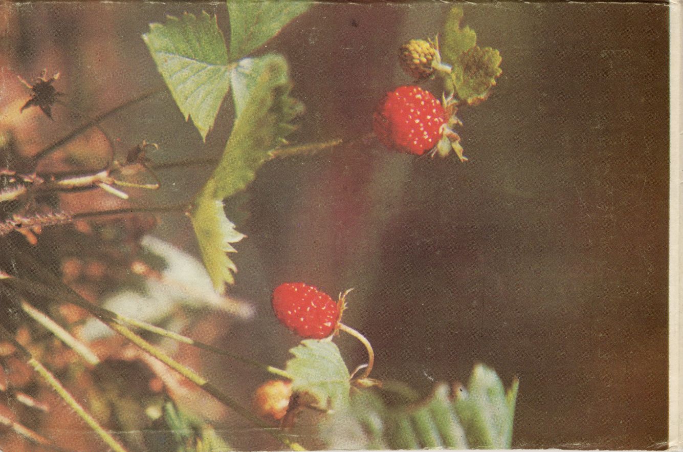 wild_strawberries_21-22 cover